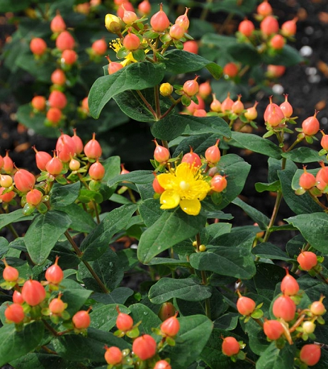 Hypericum Pumpkin - View 9 from www redcrocus com
