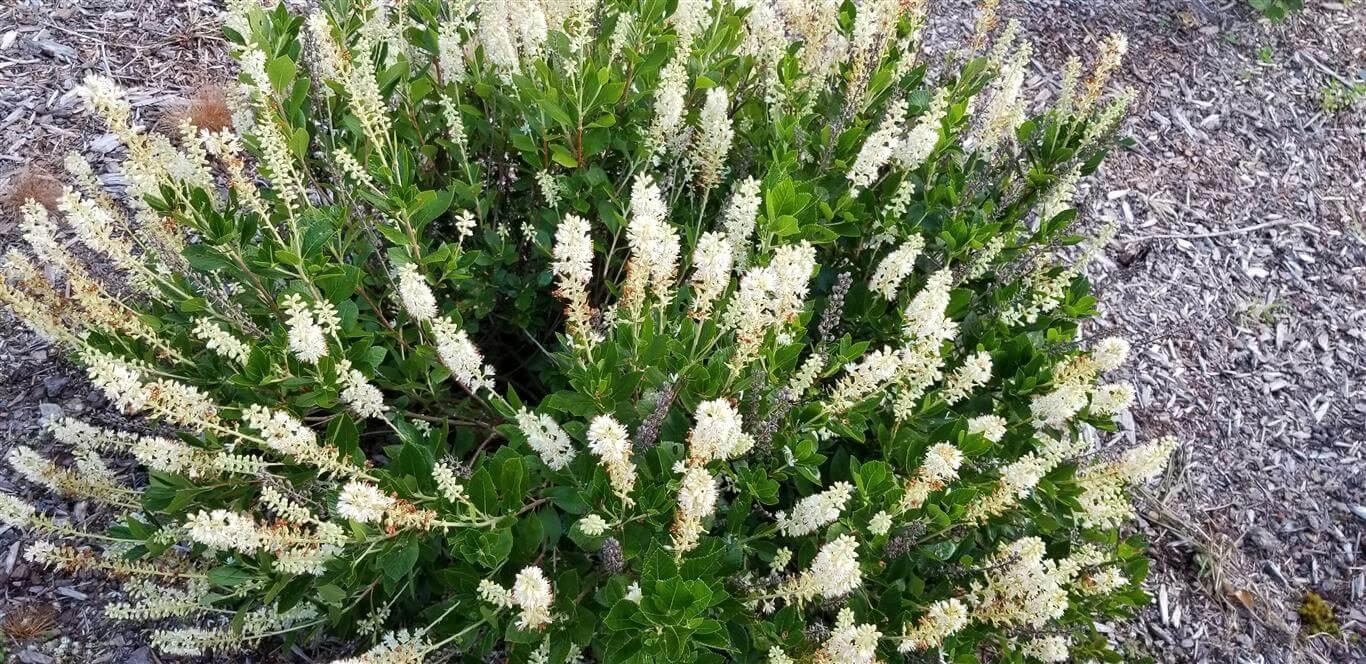 Clethra Alnifolia 'sixteen Candles' - View 10 from www redcrocus com