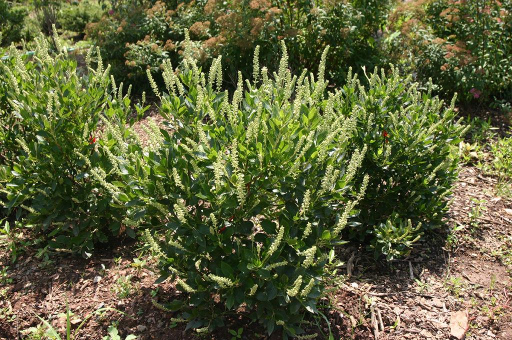 Clethra Alnifolia 'sixteen Candles' - View 11 from www redcrocus com