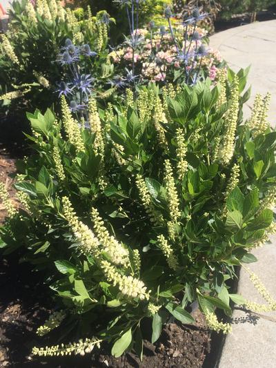 Clethra Alnifolia 'sixteen Candles' - View 12 from www redcrocus com