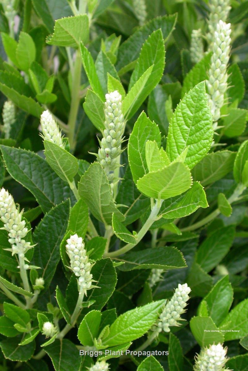 Clethra Alnifolia 'sixteen Candles' - View 13 from www redcrocus com