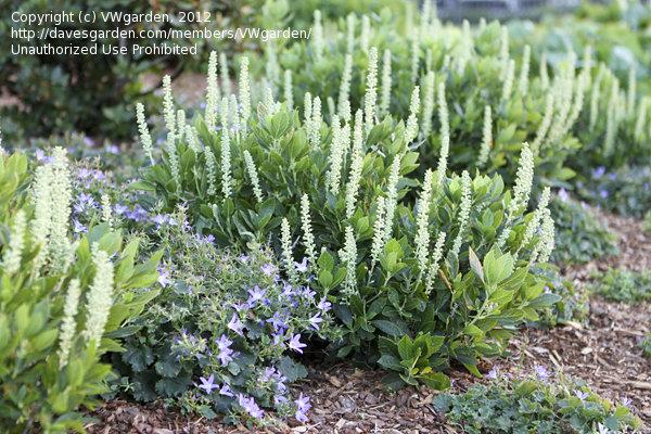 Clethra Alnifolia 'sixteen Candles' - View 14 from www redcrocus com