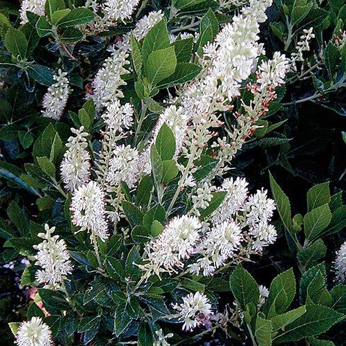 Clethra Alnifolia 'sixteen Candles' - View 15 from www redcrocus com