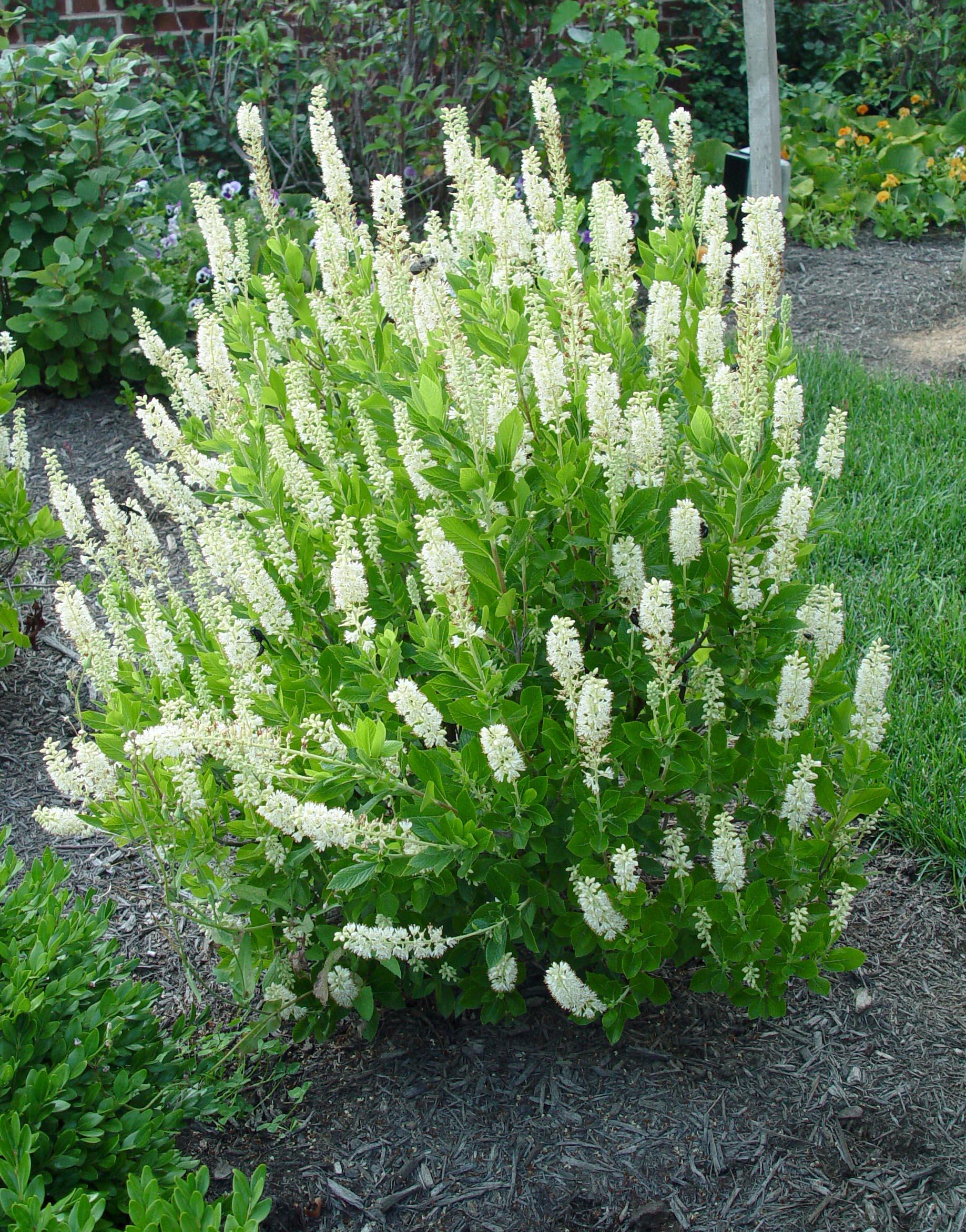 Clethra Alnifolia 'sixteen Candles' - View 16 from www redcrocus com