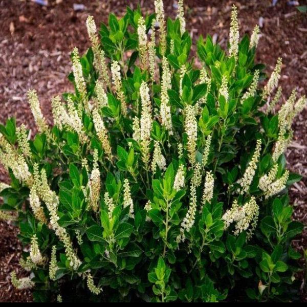 Clethra Alnifolia 'sixteen Candles' - View 17 from www redcrocus com