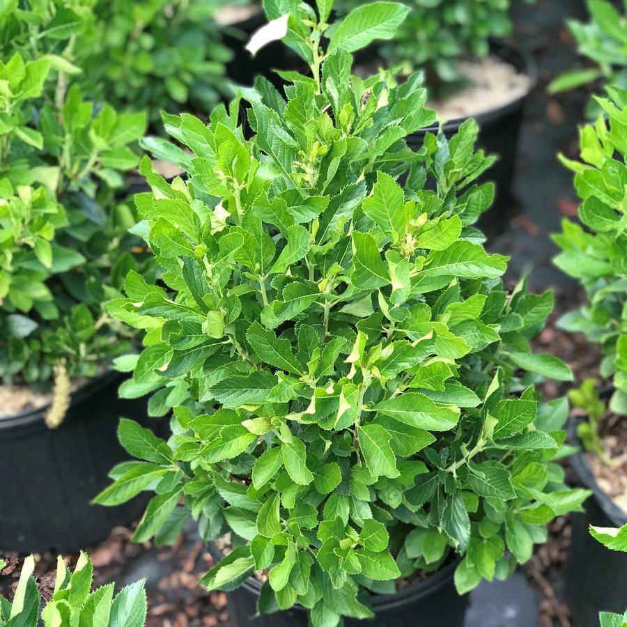 Clethra Alnifolia 'sixteen Candles' - View 18 from www redcrocus com