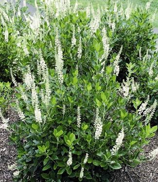 Clethra Alnifolia 'sixteen Candles' - View 19 from www redcrocus com