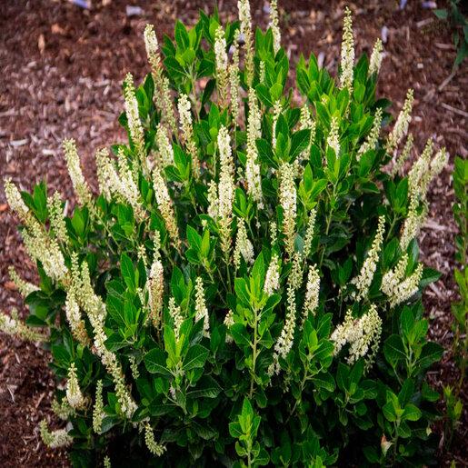 Clethra Alnifolia 'sixteen Candles' - View 20 from www redcrocus com