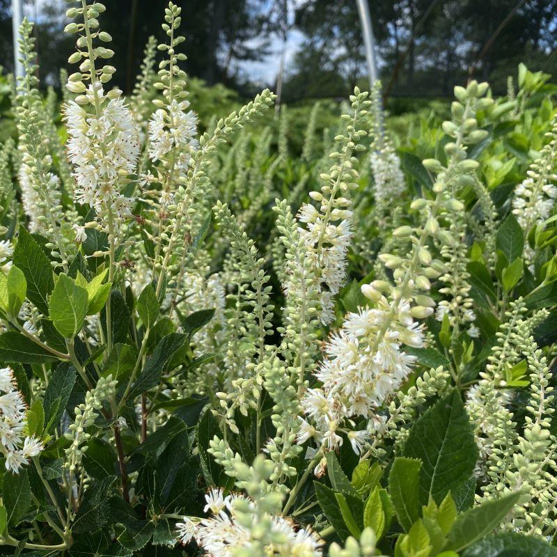 Clethra Alnifolia 'sixteen Candles' - View 21 from www redcrocus com