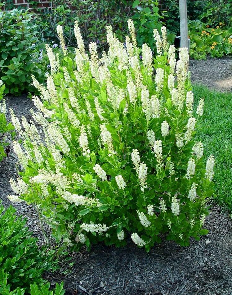 Clethra Alnifolia 'sixteen Candles' - View 23 from www redcrocus com