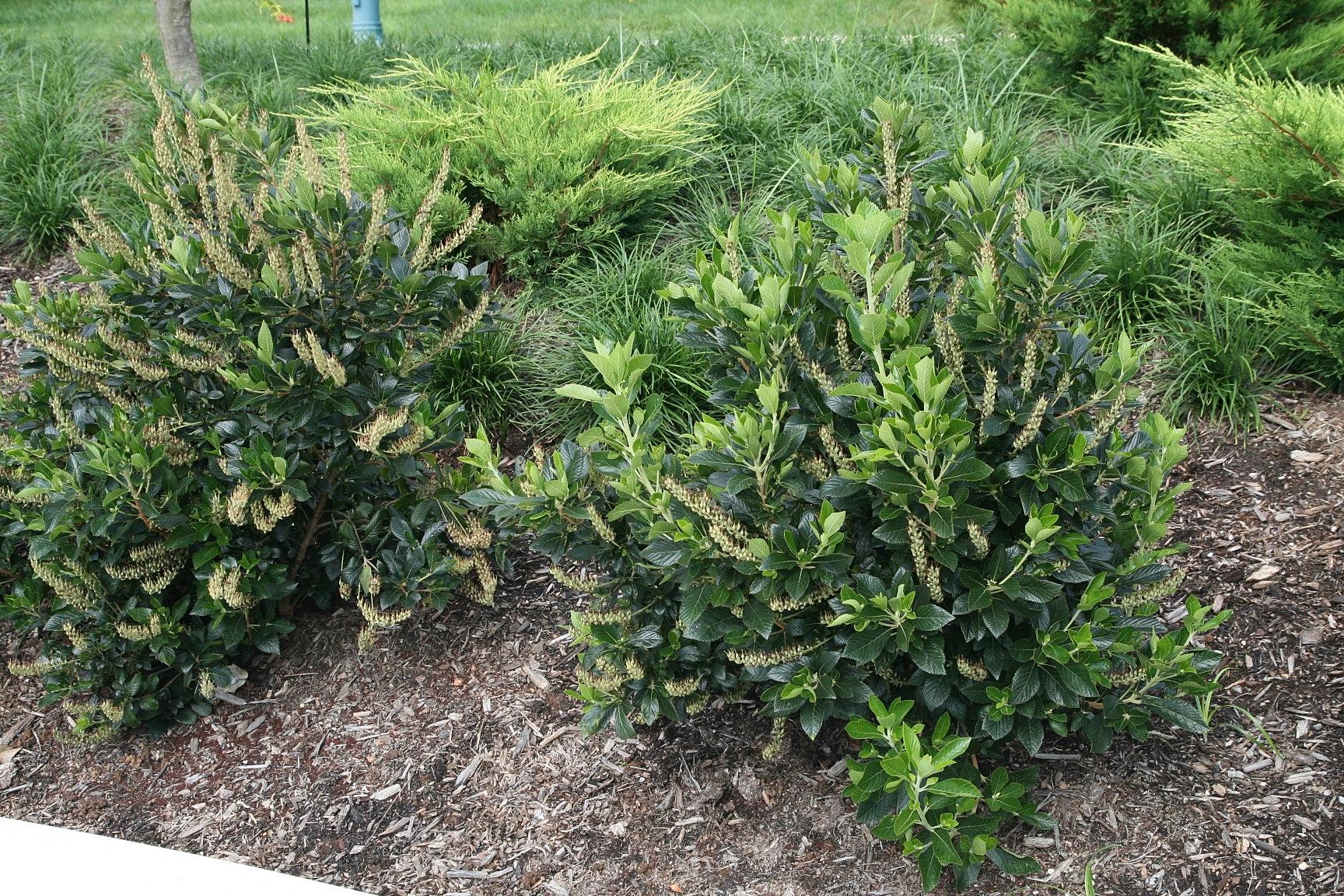 Clethra Alnifolia 'sixteen Candles' - View 24 from www redcrocus com