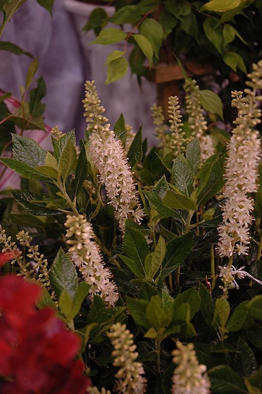 Clethra Alnifolia 'sixteen Candles' - View 25 from www redcrocus com