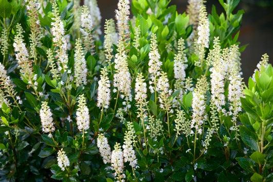 Clethra Alnifolia 'sixteen Candles' - View 27 from www redcrocus com