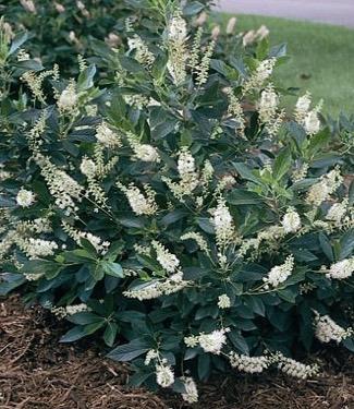 Clethra Alnifolia 'sixteen Candles' - View 28 from www redcrocus com