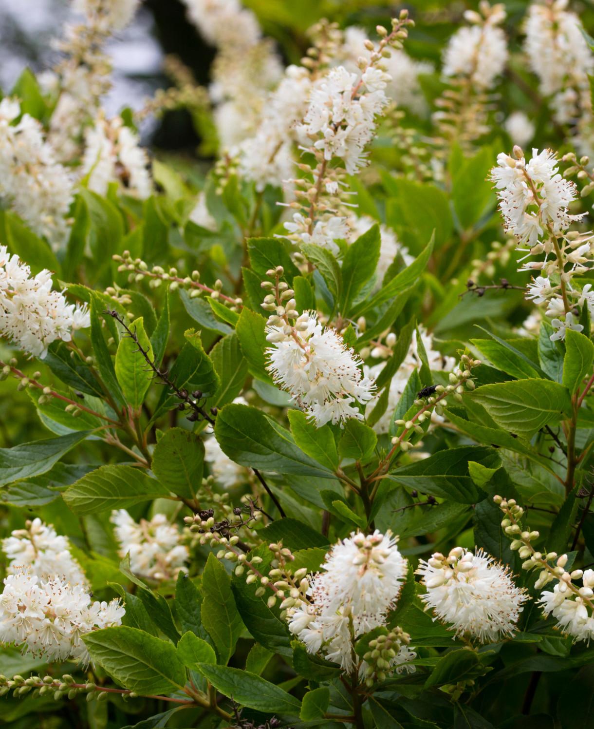 Clethra Alnifolia 'sixteen Candles' - View 29 from www redcrocus com