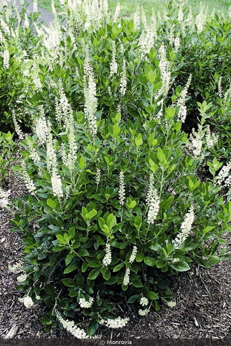 Clethra Alnifolia 'sixteen Candles' - View 2 from www redcrocus com