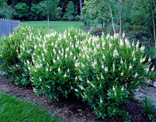 Clethra Alnifolia 'sixteen Candles' - View 32 from www redcrocus com