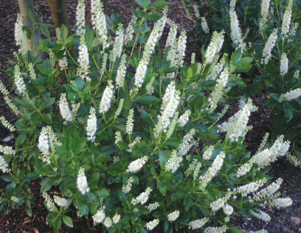 Clethra Alnifolia 'sixteen Candles' - View 33 from www redcrocus com