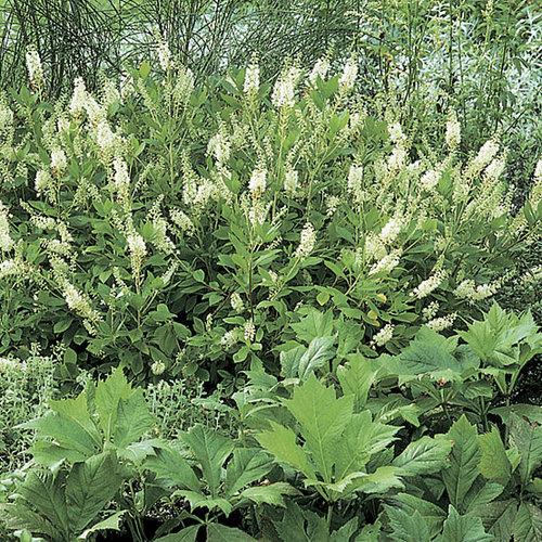 Clethra Alnifolia 'sixteen Candles' - View 34 from www redcrocus com