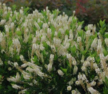 Clethra Alnifolia 'sixteen Candles' - View 4 from www redcrocus com