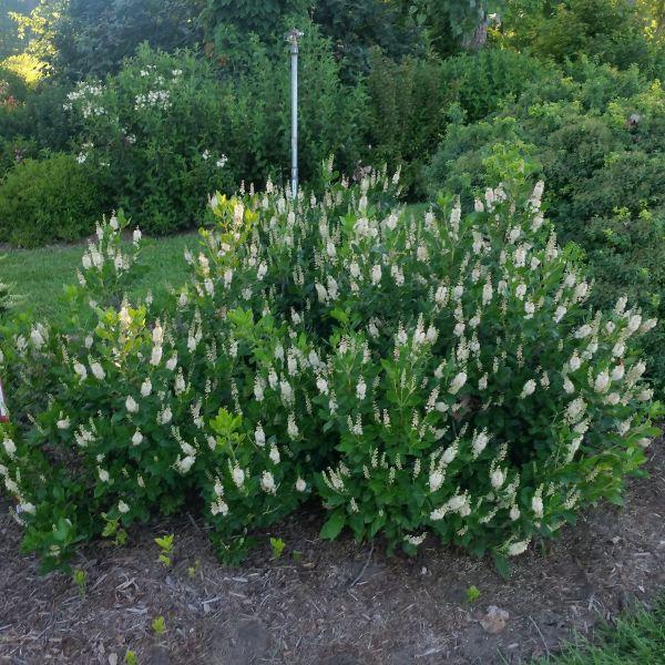 Clethra Alnifolia 'sixteen Candles' - View 6 from www redcrocus com