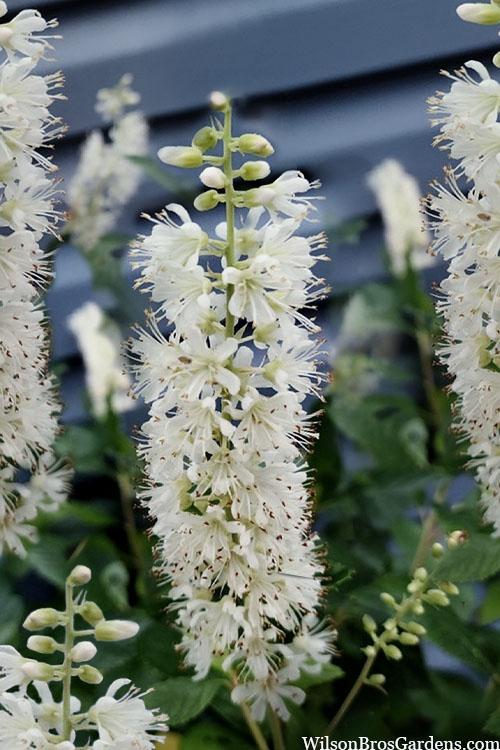 Clethra Alnifolia 'sixteen Candles' - View 8 from www redcrocus com