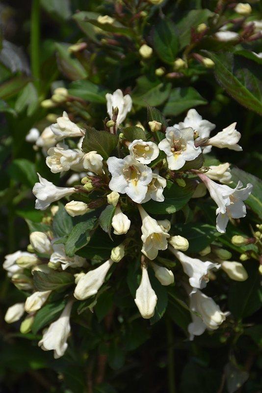 Weigela Florida Tuxedo - View 16 from www redcrocus com