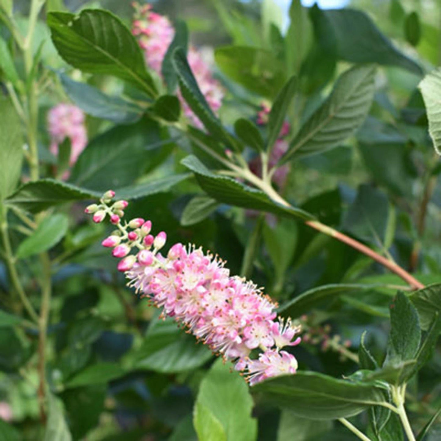 Clethra Alnifolia Hummingbird - View 11 from www redcrocus com