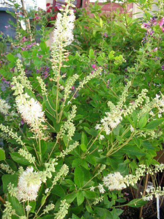 Clethra Alnifolia Hummingbird - View 12 from www redcrocus com