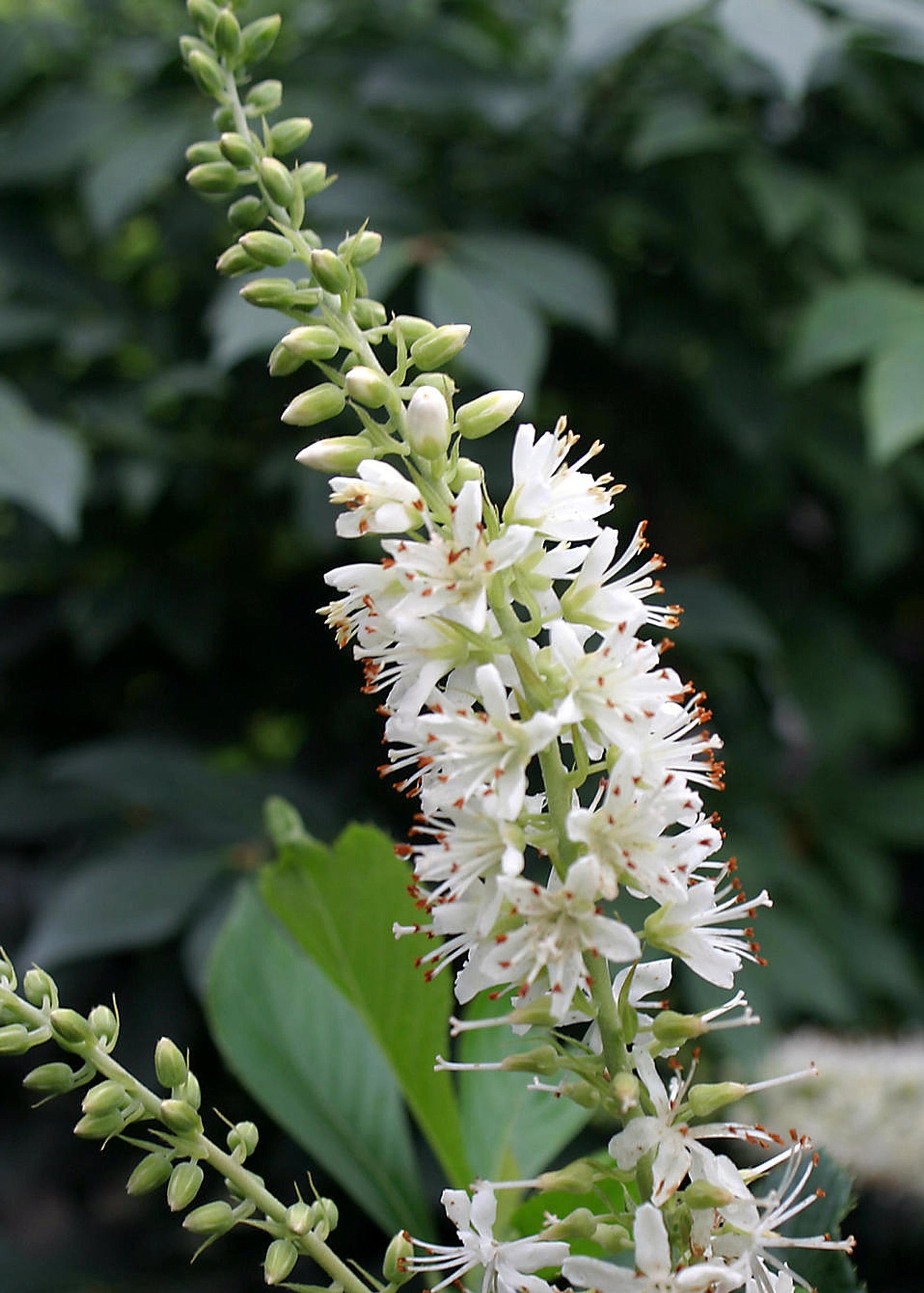 Clethra Alnifolia Hummingbird - View 15 from www redcrocus com