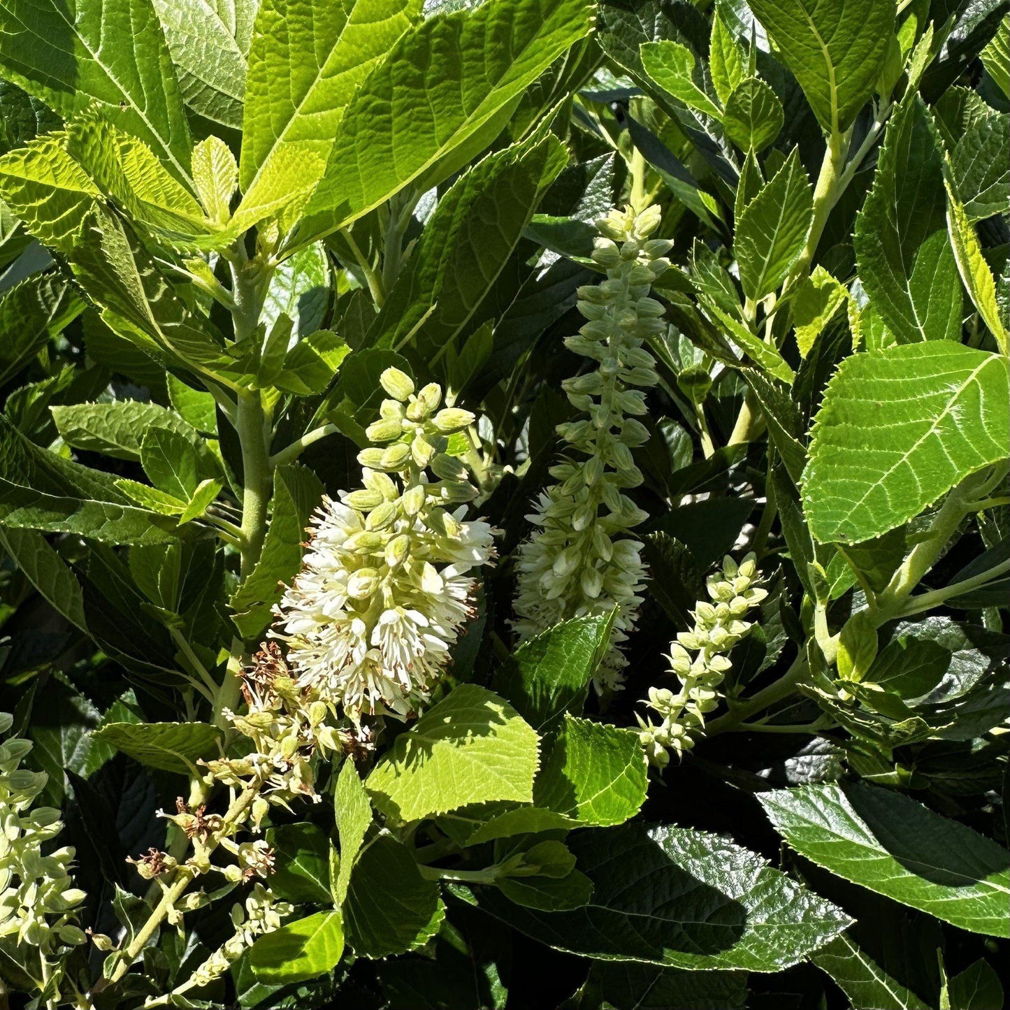 Clethra Alnifolia Hummingbird - View 19 from www redcrocus com