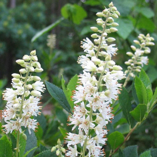 Clethra Alnifolia Hummingbird - View 1 from www redcrocus com