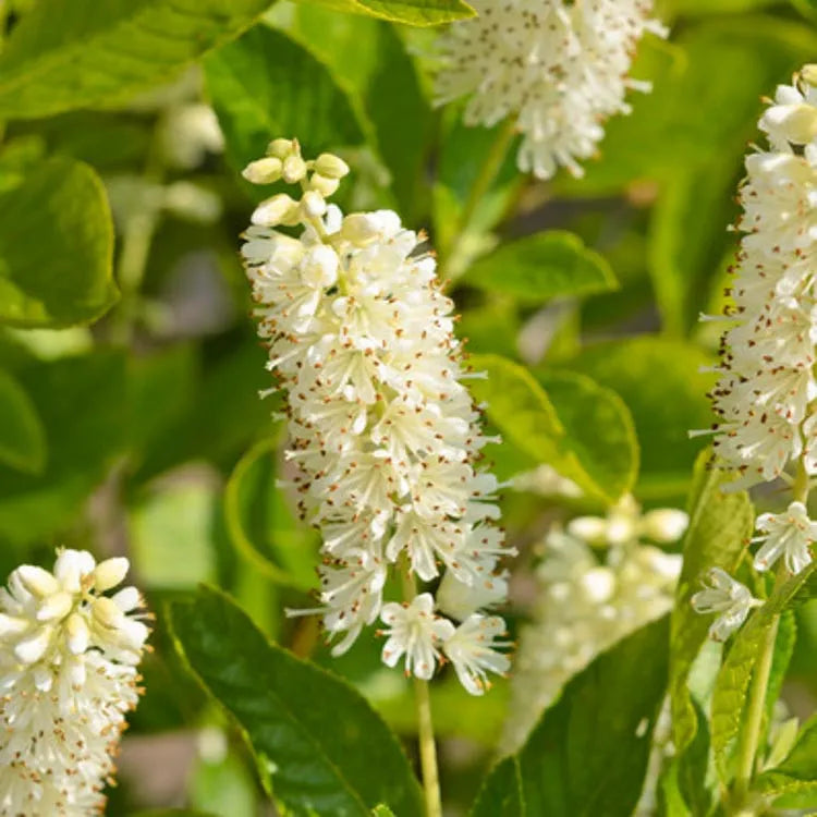 Clethra Alnifolia Hummingbird - View 3 from www redcrocus com