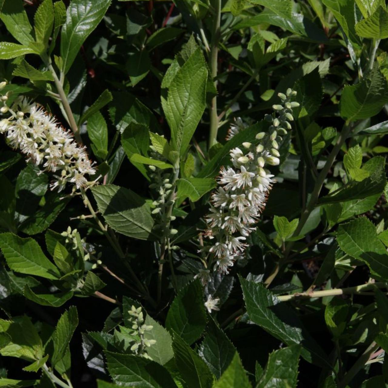 Clethra Alnifolia Hummingbird - View 9 from www redcrocus com