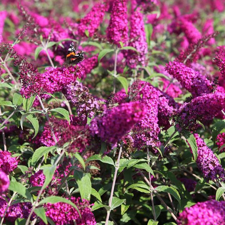 Buddleia Davidii Miss Ruby - View 10 from www redcrocus com