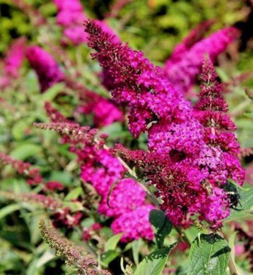 Buddleia Davidii Miss Ruby - View 11 from www redcrocus com