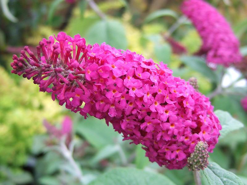 Buddleia Davidii Miss Ruby - View 12 from www redcrocus com