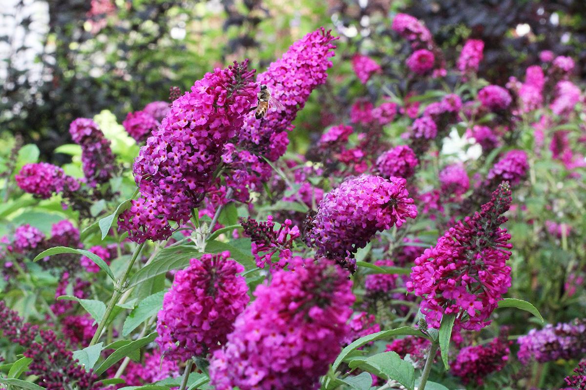 Buddleia Davidii Miss Ruby - View 13 from www redcrocus com