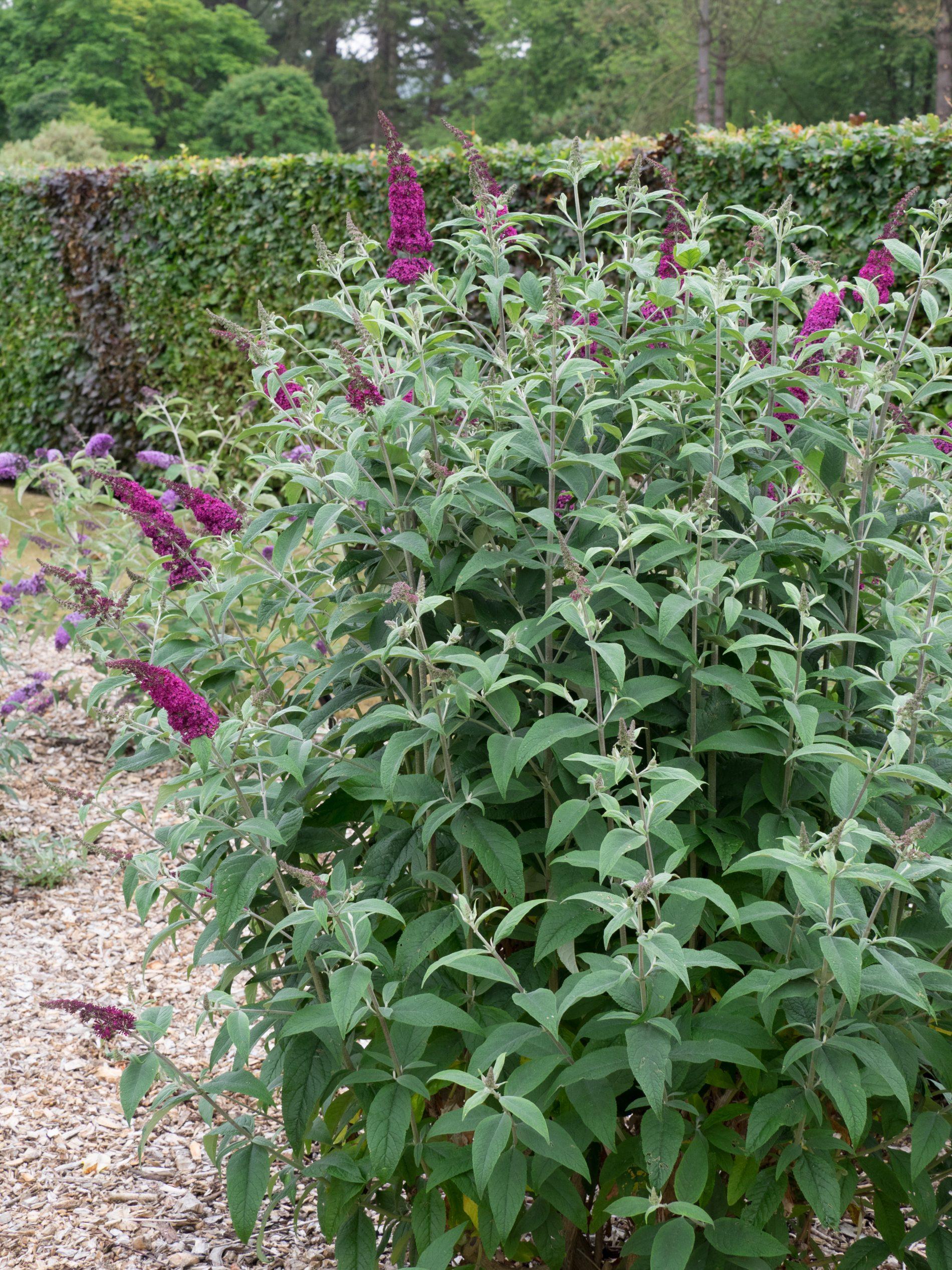 Buddleia Davidii Miss Ruby - View 14 from www redcrocus com