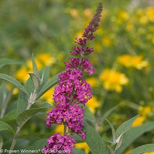 Buddleia Davidii Miss Ruby - View 15 from www redcrocus com