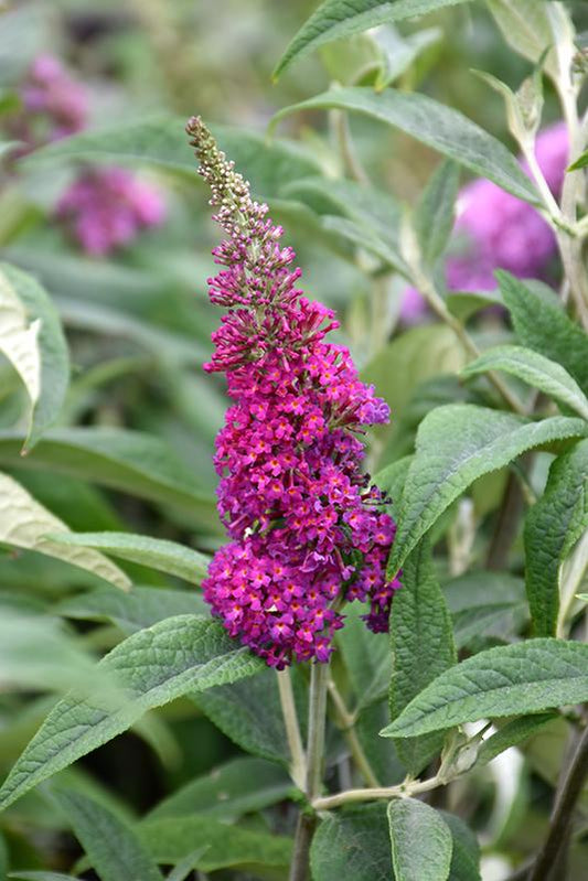 Buddleia Davidii Miss Ruby - View 1 from www redcrocus com
