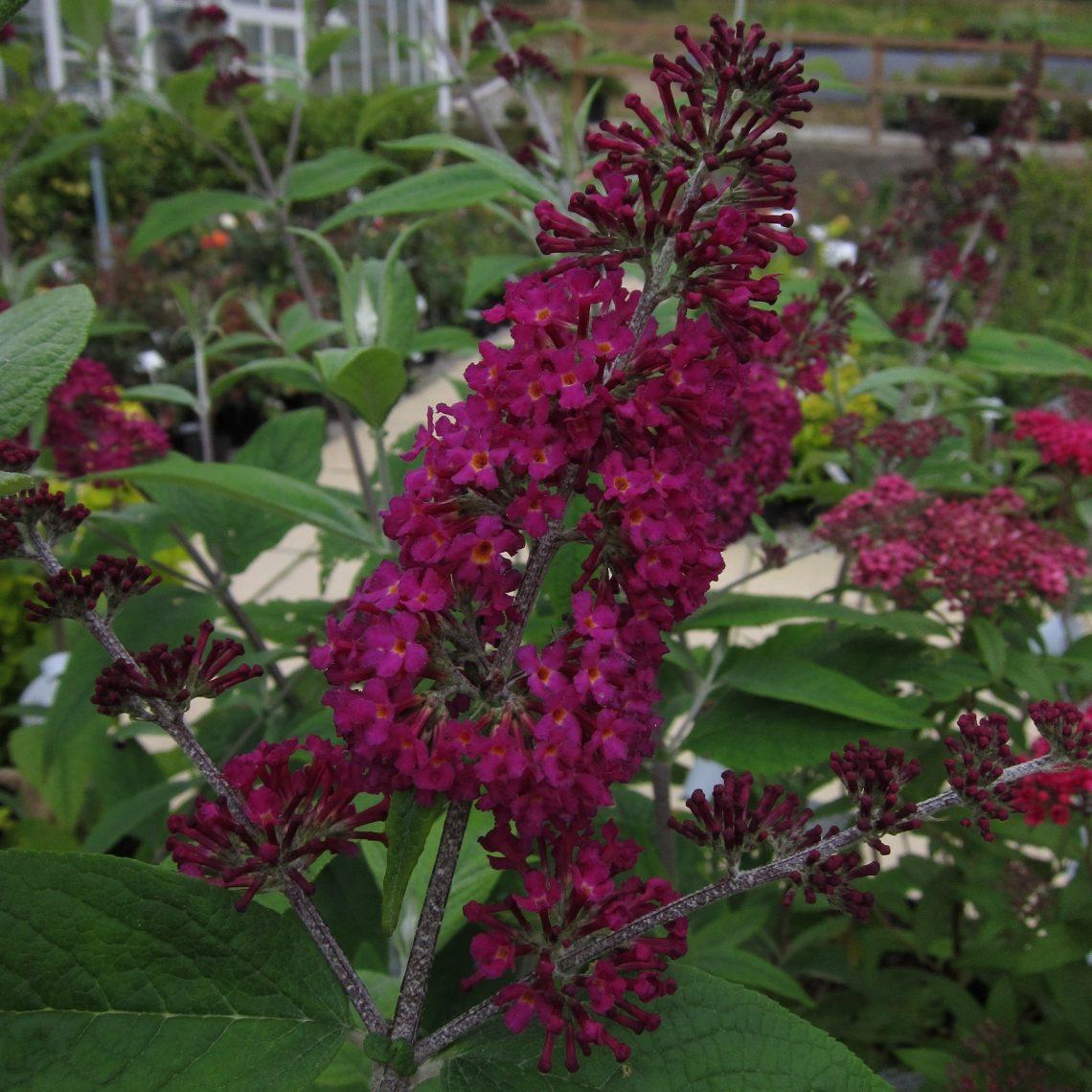 Buddleia Davidii Miss Ruby - View 3 from www redcrocus com