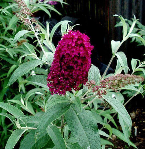Buddleia Davidii Miss Ruby - View 4 from www redcrocus com