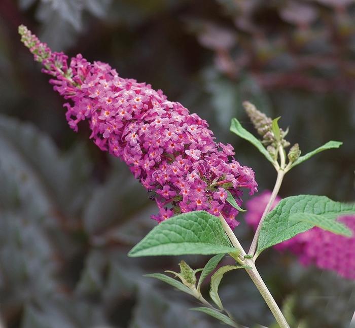 Buddleia Davidii Miss Ruby - View 5 from www redcrocus com