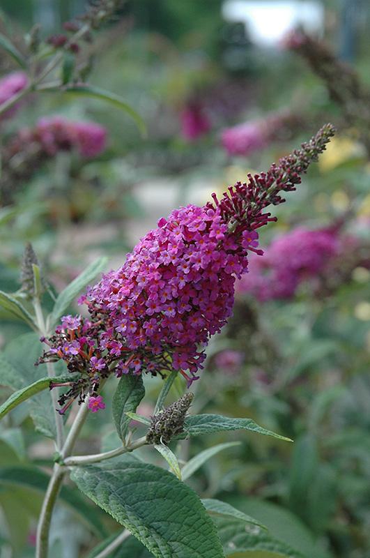 Buddleia Davidii Miss Ruby - View 6 from www redcrocus com