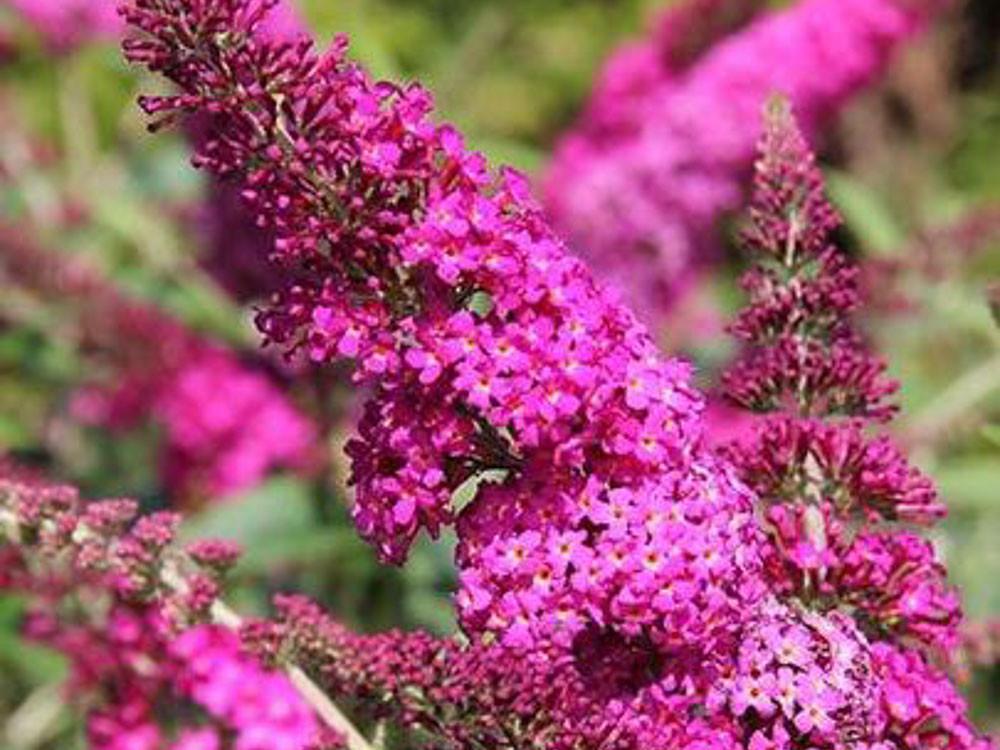 Buddleia Davidii Miss Ruby - View 7 from www redcrocus com