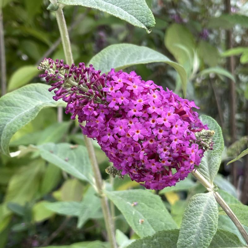 Buddleia Davidii Miss Ruby - View 8 from www redcrocus com