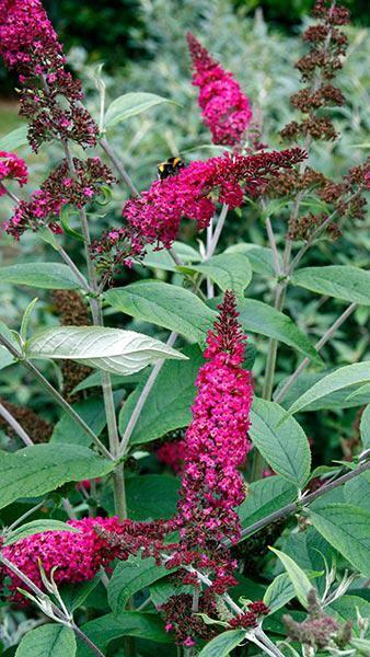 Buddleia Davidii Miss Ruby - View 9 from www redcrocus com