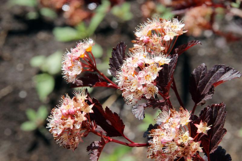 Physocarpus Opulifolius Summer Wine - View 13 from www redcrocus com