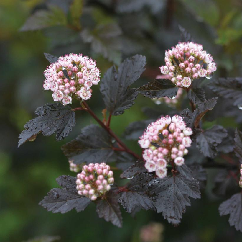 Physocarpus Opulifolius Summer Wine - View 7 from www redcrocus com